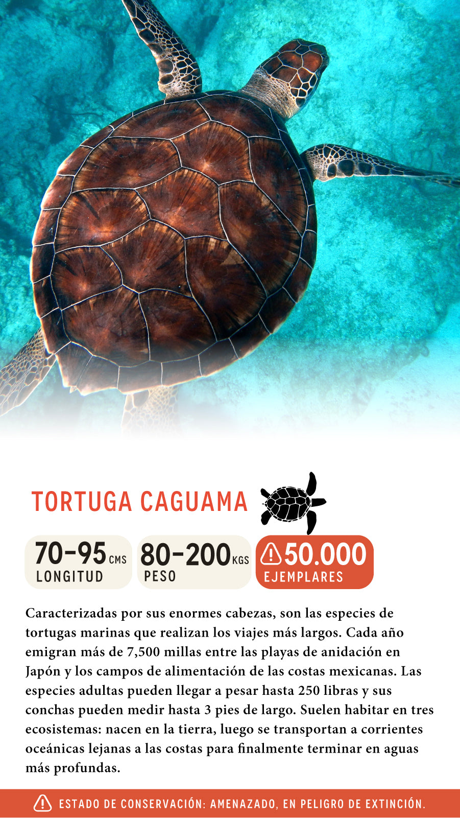 Gorra Tortuga Caguama Algodón Orgánico Negro