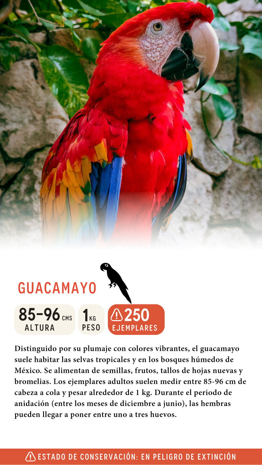 Gorra Guacamayo Algodón Orgánico Rojo